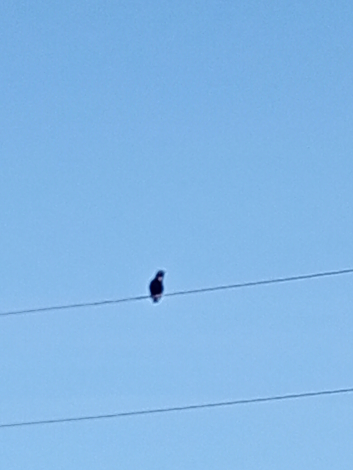 Скворец
